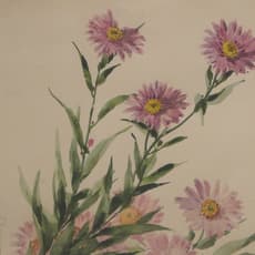 Tama Ragusa