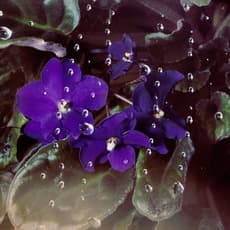 Brea Souders