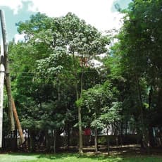 Carlito Carvalhosa
