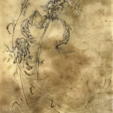 Kate Nessler