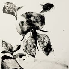 Claudia Husband