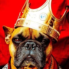 Mayor B