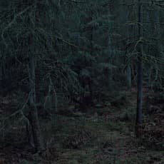 Michael Lange
