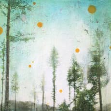 Steven Nederveen
