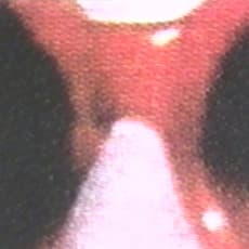 Sturtevant