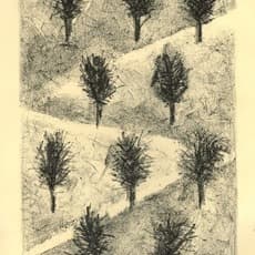 Shira Toren