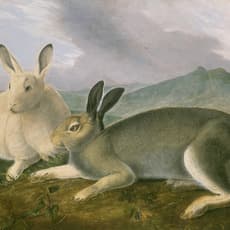 John James Audubon