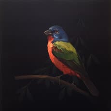 Darrell Underschultz