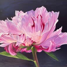 Julie Whitehead