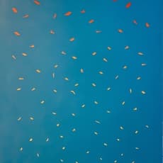 Harry Rudham