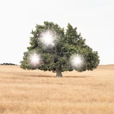 Andrea Galvani