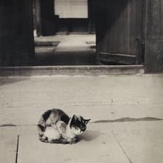 Shikanosuke Yagaki