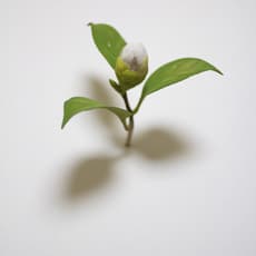 Yoshihiro Suda