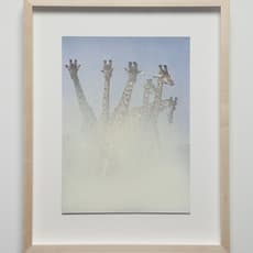 Julien Bismuth