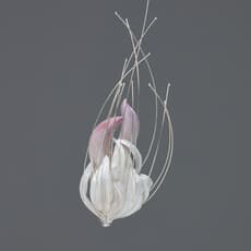 Xiaoli Ning