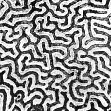 Coral Morphologic